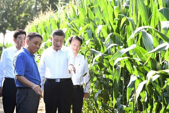  2020年7月22日至24日，习近平在吉林省考察。这是7月22日下午，在四平市梨树县国家百万亩绿色食品原料（玉米）标准化生产基地核心示范区地块，习近平走进玉米地，了解农业科技研发利用、黑土地保护情况。新华社记者 燕雁 摄